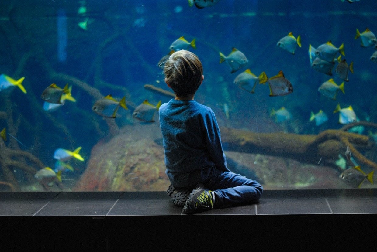 Buying your child’s first aquarium – what will be useful?